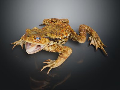 Modern frogs Frogs model