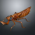 Detailed 3D Rendered Brown Striped Mantis Insect on Dark Background
