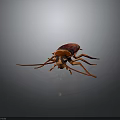Red and Brown Cockroach With Long Antennae And Legs On Dark Background