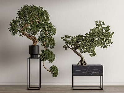 Bonsai Plants in Black Metal Stands Against White Wall for Minimalist Decor 3d model