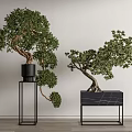Bonsai Plants in Black Metal Stands Against White Wall for Minimalist Decor