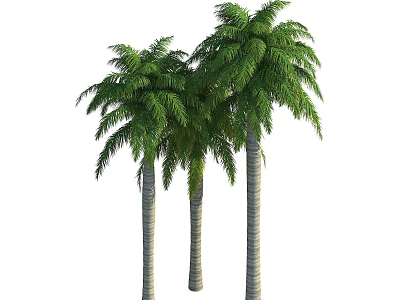 Three Tall Palm Trees With Slender Trunks And Lush Green Fronds 3d model