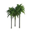 Three Tall Palm Trees With Slender Trunks And Lush Green Fronds