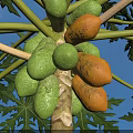 Fresh Green and Orange Papaya Growing on Tree With Green Leaves and Blue Sky Background