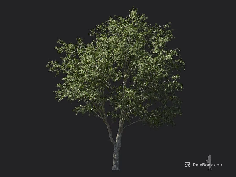 Tall Lush Arbor With Green Leaves Sturdy Trunk And Extended Branches 3d model 