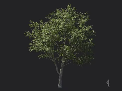 Tall Lush Arbor With Green Leaves Sturdy Trunk And Extended Branches 3d model