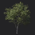 Tall Lush Arbor With Green Leaves Sturdy Trunk And Extended Branches