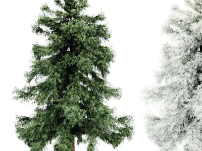 Green Evergreen Trees With Snow Covered Branches And Lush Foliage In White Background 3d model