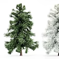 Green Evergreen Trees With Snow Covered Branches And Lush Foliage In White Background
