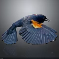 Vibrant Blue Bird With Orange Wing Feathers Spreading Wings On Reflective Surface 3d model