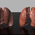 Human Lungs Anatomical Model With Detailed Bronchial Structure And Left Right