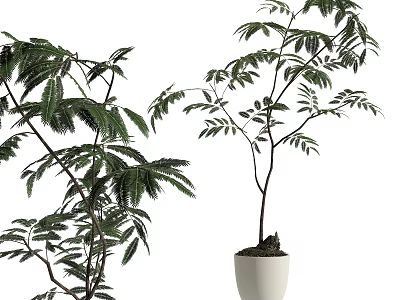 Potted Bonsai Plant with Lush Green Leaves and White Ceramic Pot Natural Branch Design 3d model
