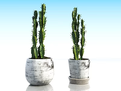 Bonsai Potted Cactus Plants In White Textured Pots For Indoor Decor 3d model