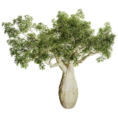 Baobab Tree With Thick Swollen Trunk And Lush Green Leafy Canopy 3d model