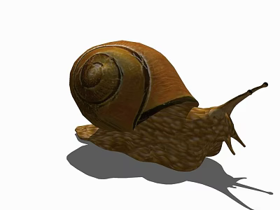Modern Snail Animal Snail 3d model