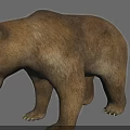 Detailed Realistic Brown Bear Standing With Open Mouth On Gray Background