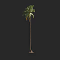 Tall Palm Tree With Long Trunk Green Fronds And Root Base 3d model
