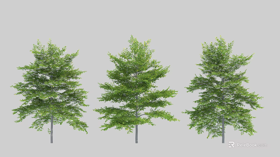 Three Green Leafy Arbor Trees With Lush Foliage And Straight Trunks 3d model