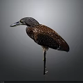 Brown Spotted Heron With Long Beak And Slender Legs Standing On Gray Background