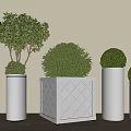 Bonsai Plants In Various Planters With White Cylindrical And Gray Square Pots On Wooden Floor