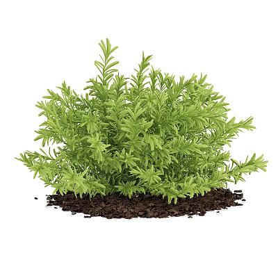 Lush Green Plant with Slender Vibrant Leaves Thriving in Dark Rich Soil 3d model