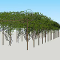 Lush Green Vine Covered Wooden Pergola Structure With Dense Foliage And Support Poles