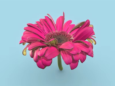 Beautiful Pink Flower with Vibrant Petals Dark Center and Green Stem on Light Blue Background 3d model