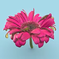 Beautiful Pink Flower with Vibrant Petals Dark Center and Green Stem on Light Blue Background