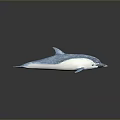Blue And White Dolphin Model With Glossy Surface And Detailed Design On Gray Background