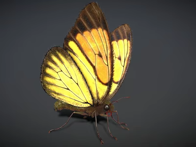 Yellow and Brown Butterfly with Striped Wings and Orange Patches on Dark Background 3d model