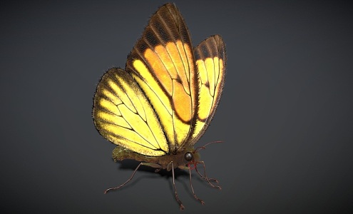 Flower Butterfly 3d model