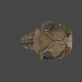 Ancient Fossil Skull With Detailed Bone Structure And Prehistoric Features 3d model