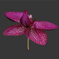 Beautiful Purple Orchid With White Spots And Blooming Petals On Dark Background
