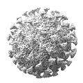 Virus Bacteria Research Drawing Biochemistry Protease Cell 3d model