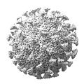 Virus Bacteria Research Drawing Biochemistry Protease Cell Cell 3d model