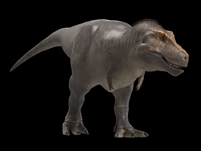 Tyrannosaurus rex dinosaur 3d model Tyrannosaurus rex dinosaur 3d model