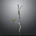 Small Green Bird Perched On Thin Tree Branch Against Gray Background 3d model