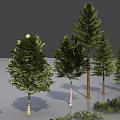 Diverse Plant Combinations With Various Trees Small Plants Arranged Neatly In Different Shapes Sizes