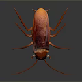 Red and Brown Cockroach With Long Antennae And Legs On Dark Background