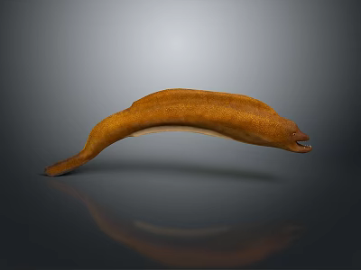Orange Moray Eel With Curved Body On Gray Background Showing Reflection 3d model