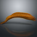 Orange Moray Eel With Curved Body On Gray Background Showing Reflection 3d model