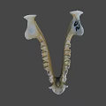 Animal Jawbone Skeleton With Sharp Teeth And Bone Structure Details