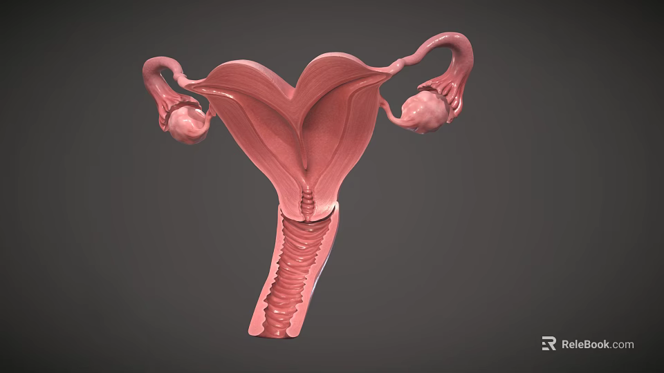 Woman's Reproductive System Uterus 3D Anatomical Medical Model Structure Rendering 3d model 