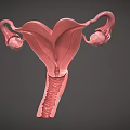 Woman's Reproductive System Uterus 3D Anatomical Medical Model Structure Rendering