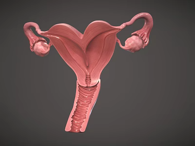 Woman's Reproductive System Uterus 3D Anatomical Medical Model Structure Rendering 3d model