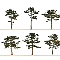 Various Arbor Trees Featuring Different Crown Shapes For Landscape Design 3d model