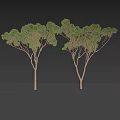 Tall Trees Standing on Sandy Beach with Mountain and Sea Under Clear Blue Sky
