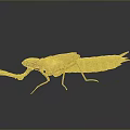 Green Mantis with Detailed Body Structure Predatory Forelegs and Reflection on Gray Gradient Background