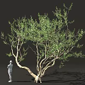 Lush Green Tree With Thick Trunk And Standing Person In Dark Background 3d model
