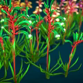 Vibrant Plants With Colorful Small Flowers And Green Leaves On Dark Blue Background
